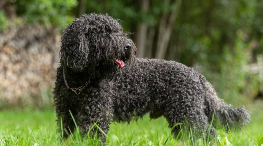 french barbet water dog hound breed in late summer outdoors
