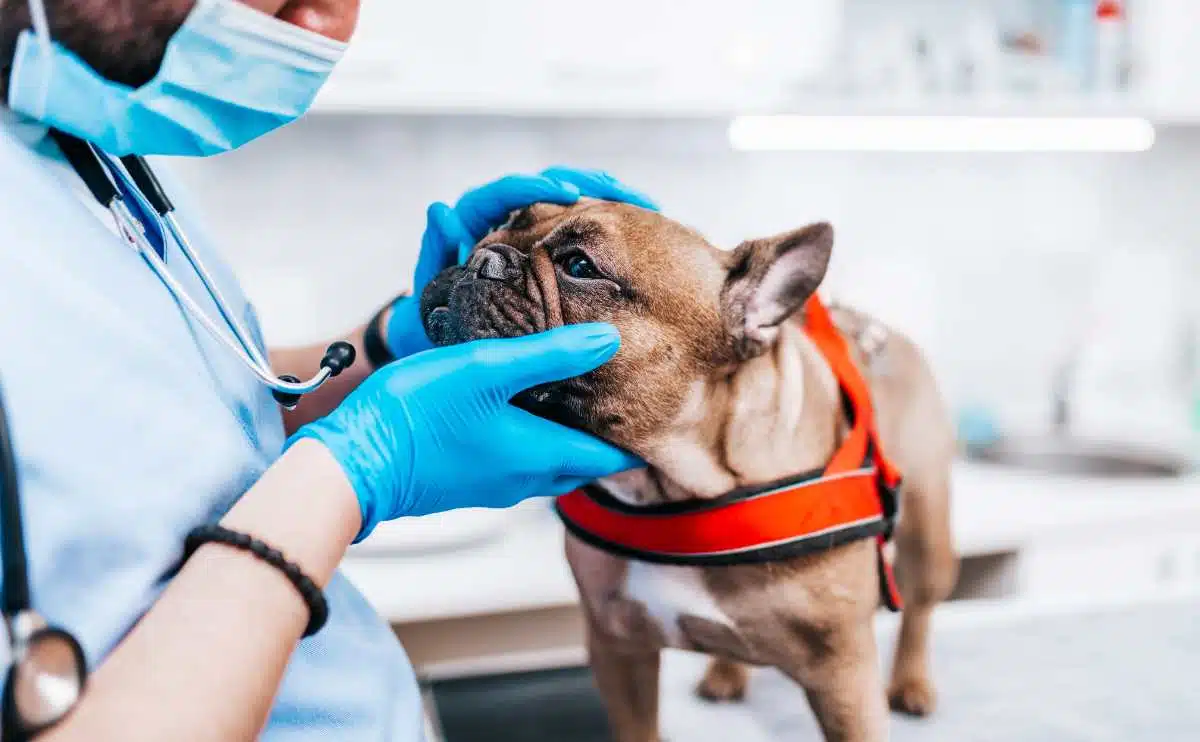 French Bulldog at vet getting eyes examined.