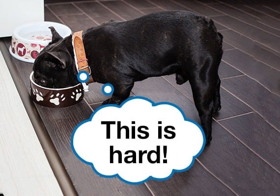 French Bulldog eating kibble from traditional dog bowl on kitchen floor.