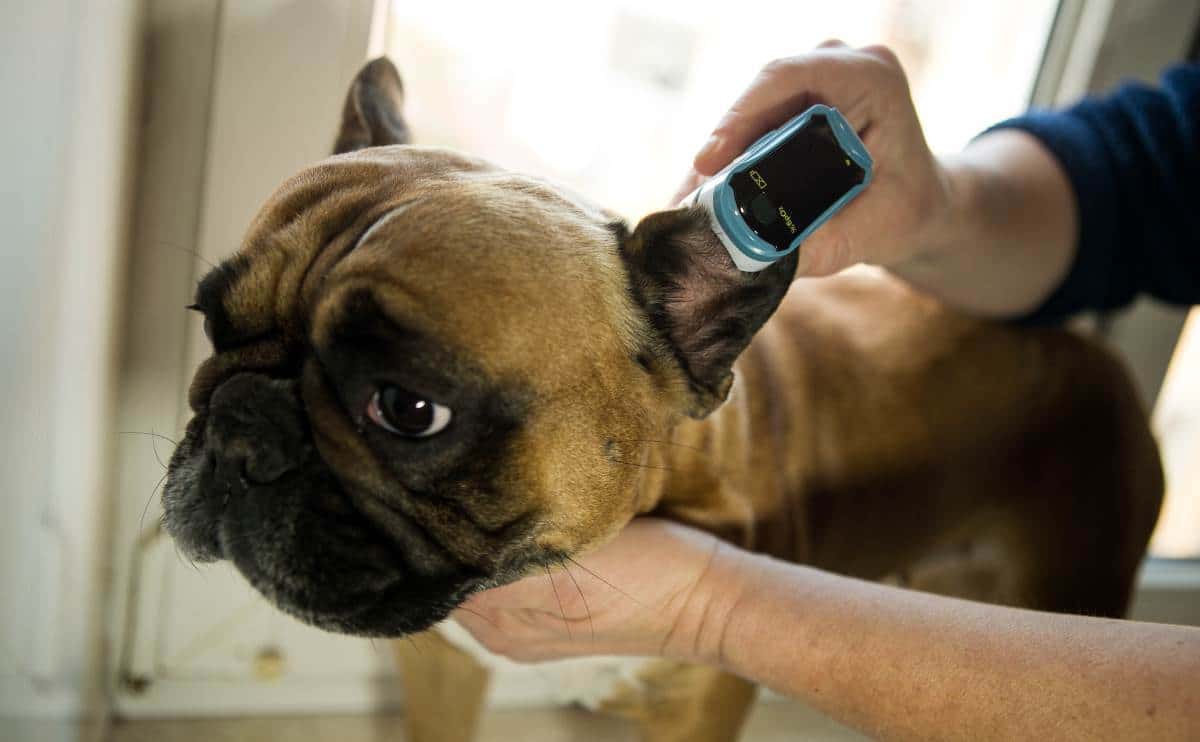 French Bulldog getting ear examined at vet.