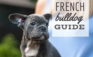 50 Most Popular French Bulldog Names – frenchie Shop