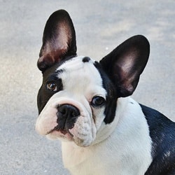 French Bulldog