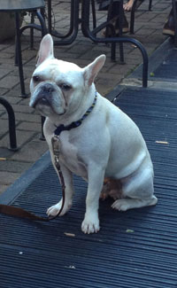 French Bulldog sitting on patio