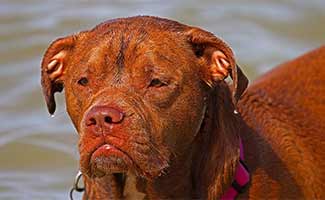 French Pitbull