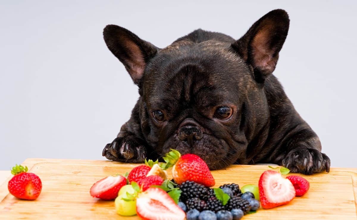 What Fruits Can Dogs Eat? 21 Healthy Choices & 5 Fruits Dogs Can't Eat