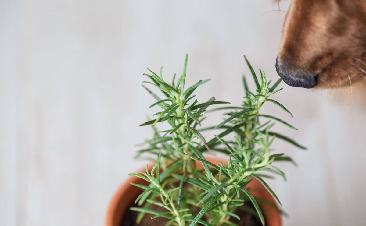 Dog snout smelling a pot of fresh rosemary 