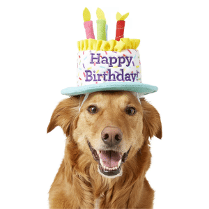 Frisco birthday cake hat.