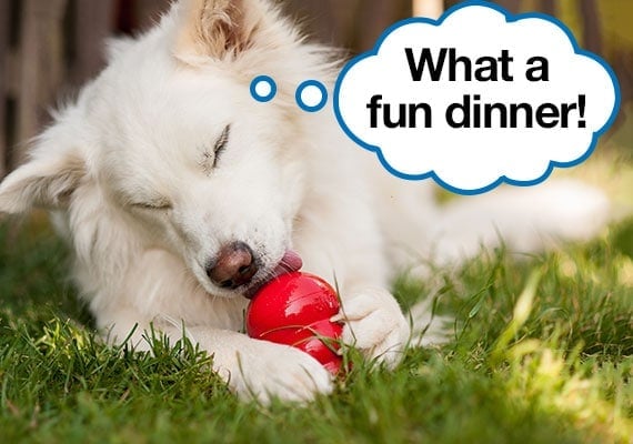 Fussy white dog licking a Kong toy with speech bubble that says