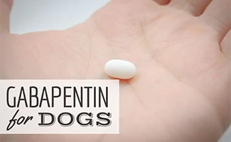 Hand with pill (caption: Gabapentin For Dogs)