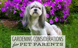 Small dog in yard with purple flowers (Caption: Garedning Considerations For Pet Parents)