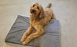 Gary the Goldendoodle on top of BarkBox dog bed