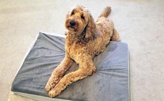 Gary The Goldendoodle laying on dog bed