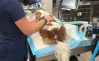 georgie at vet getting anal gland support