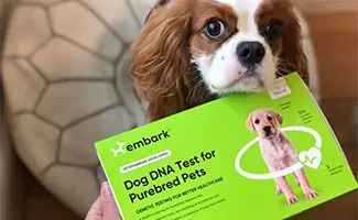 Georgie the Cavalier with Embark Purebred Test
