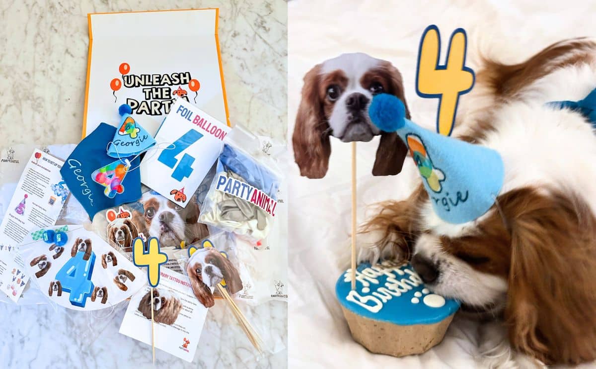Georgie Cavalier with party animal party pack for fourth birthday.
