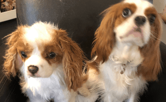 Cuddle Clone & Georgie Cavalier King Charles Spaniel next to each other