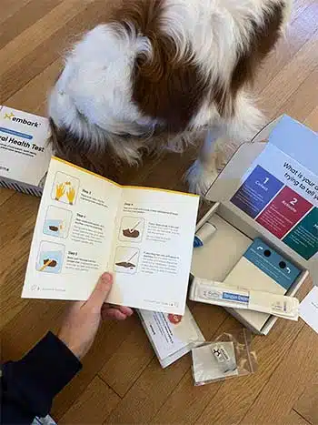 Georgie cavalier sniffing box of Embark's gut health test kit open with all the things it comes with.