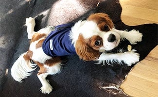 Honest Paws Calm Vest