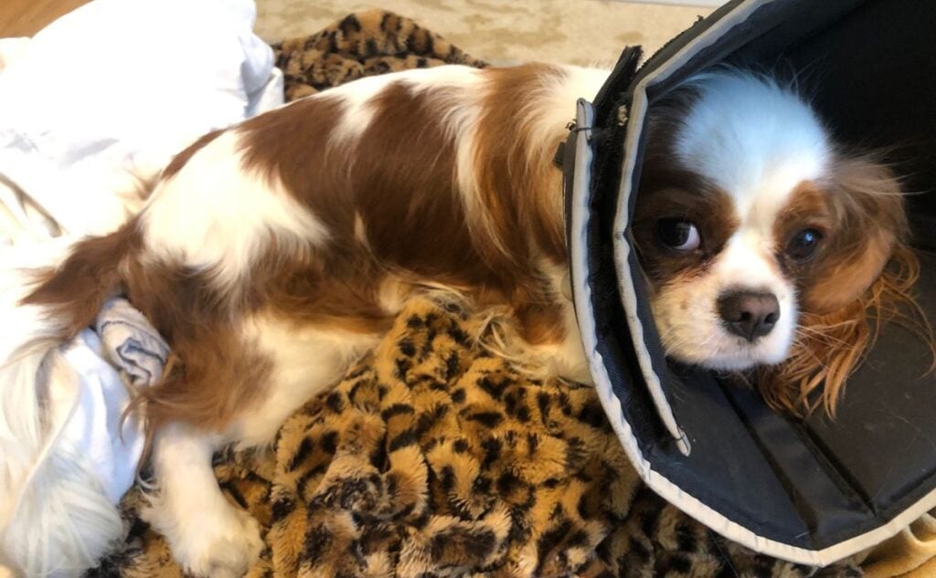 Georgie in comfy cone.