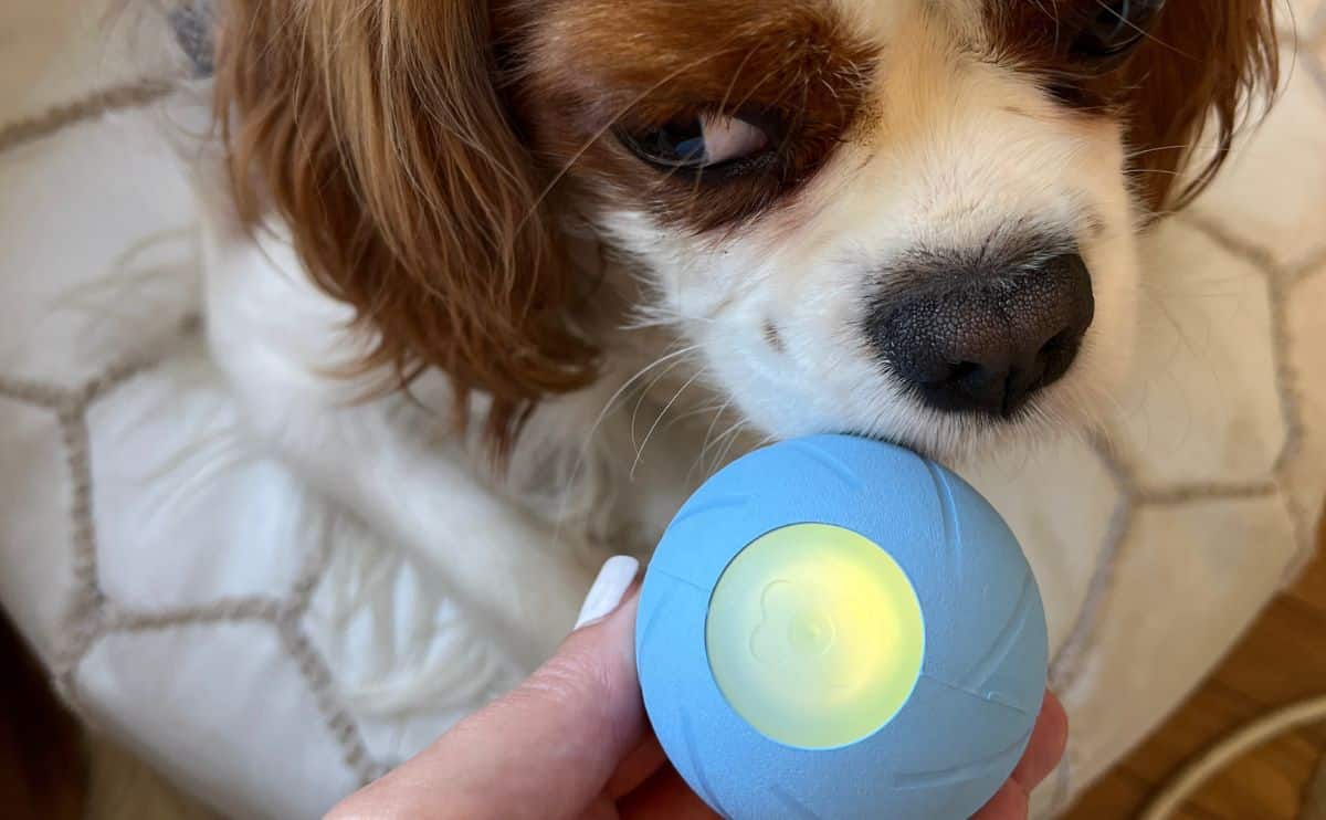 Georgie sniffing wicked ball.