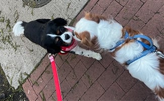 georgie walking on leash sniffing another dog jpg