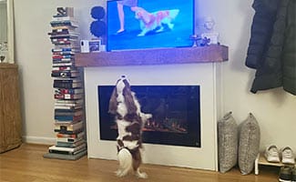 georgie watching cavalier on tv jpg