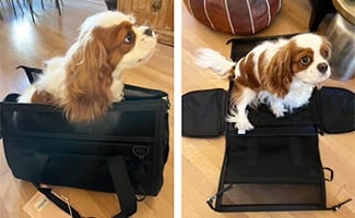 how travel with dog