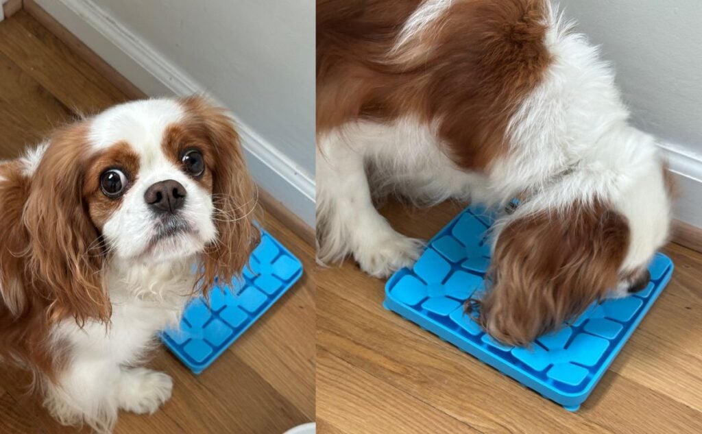 Georgie with OurMiao mat.