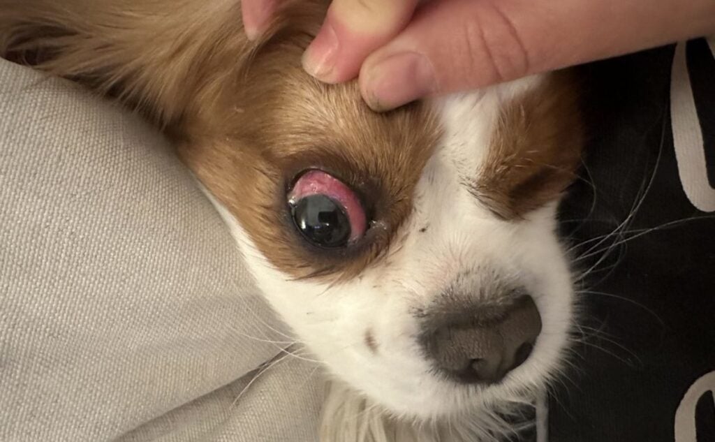 Georgie the Cavalier King Charles Spaniel with red eye and eye discharge..