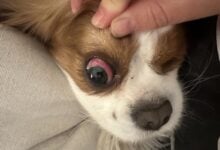 Georgie with red eye.