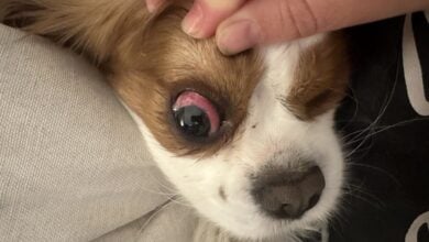 Georgie with red eye.