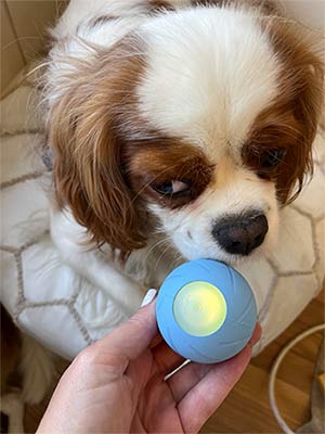 Georgie Cavalier with Wicked Ball SE