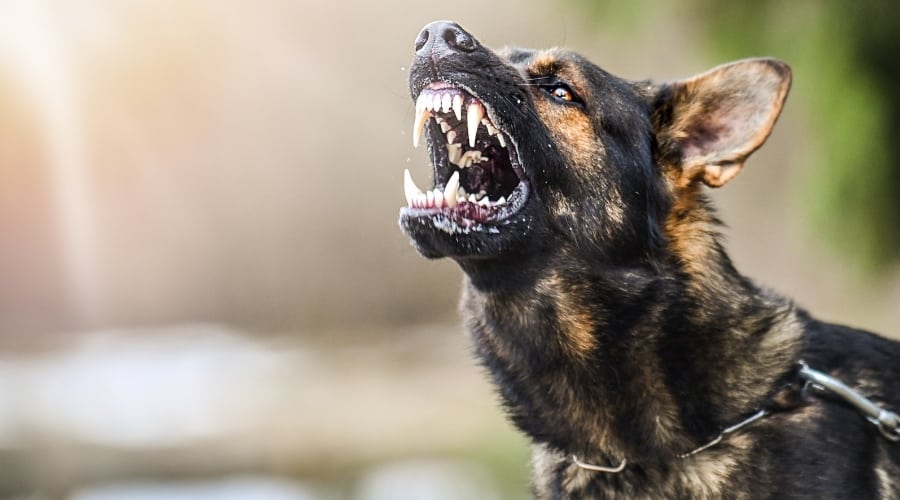 German Shepherd baring its teeth