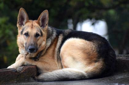 German Shepherd laying on ground with shiny coat