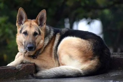 German Shepherd laying on ground