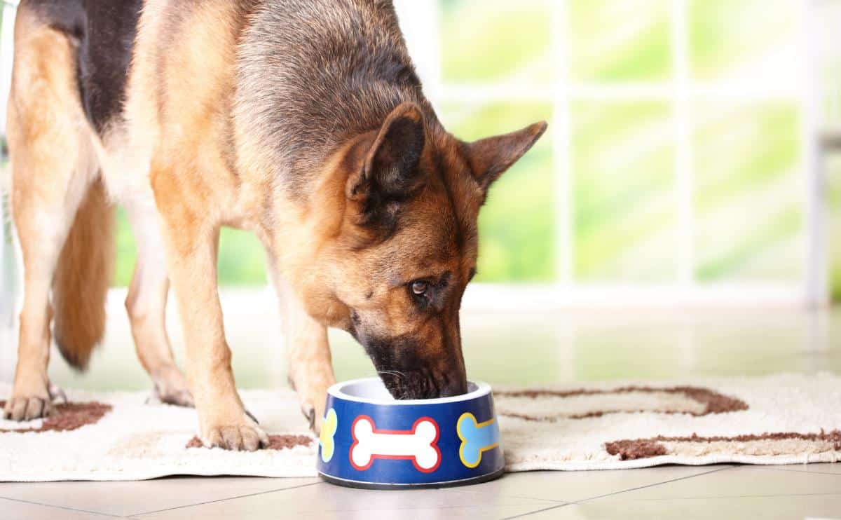 German Shepherd eating out of a dog bowl with dog bones on the side