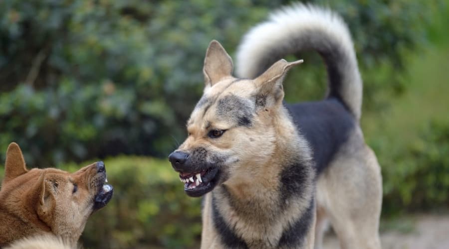 German Shepherd growling at another dog