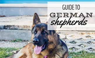 want to breed my female german shepherd