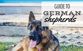 how many calories does a german shepherd puppy need