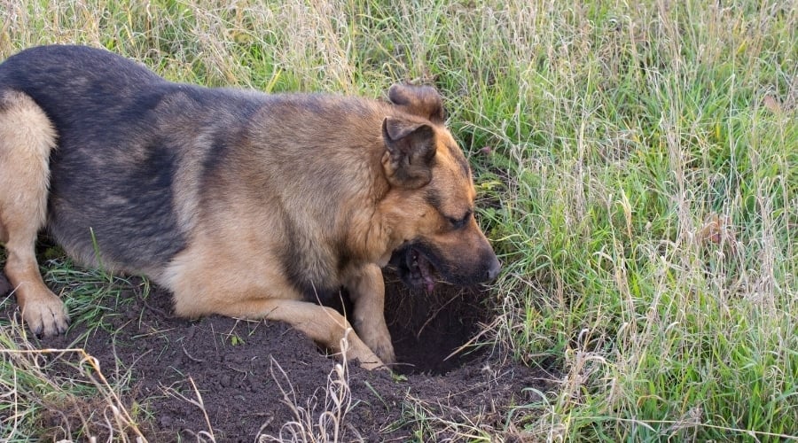 Dog Laying in Dirt Next To Hole