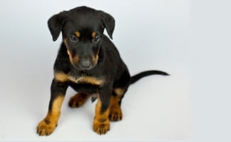 Rottweiler Puppy