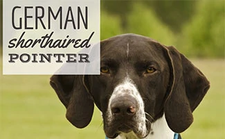 German Shorthaired Pointer looking into camera (caption: German Shorthaired Pointer)