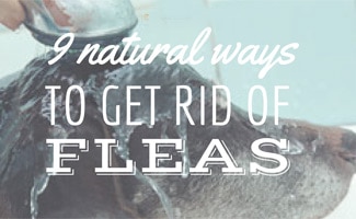 Dog bathing (caption: 9 natural ways to get rid of fleas)