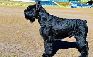 Giant Schnauzer