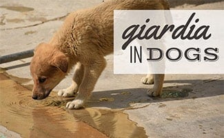 what are the signs of giardia in dogs