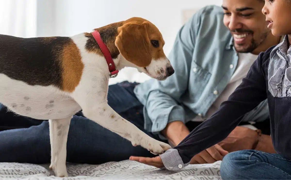 girl and dad petting beagle puppys paw