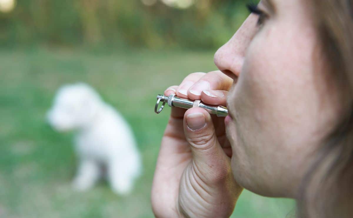 girl blowing on a dog training whistle with white dog in the background in a park