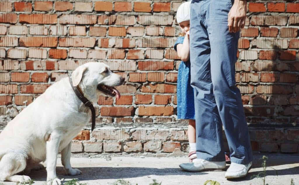 Girl hiding behind a persons leg scared of dog.