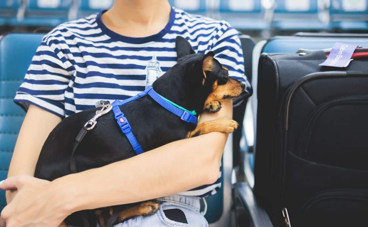 girl holding a dog at the airport sitting next to a suitcase