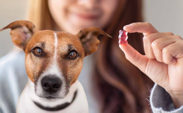 Dog Ate Gummy Bears? A Vet Explains What Happens Next (And When To ... - Safety Risks Of Dogs Eating Teddy Bears